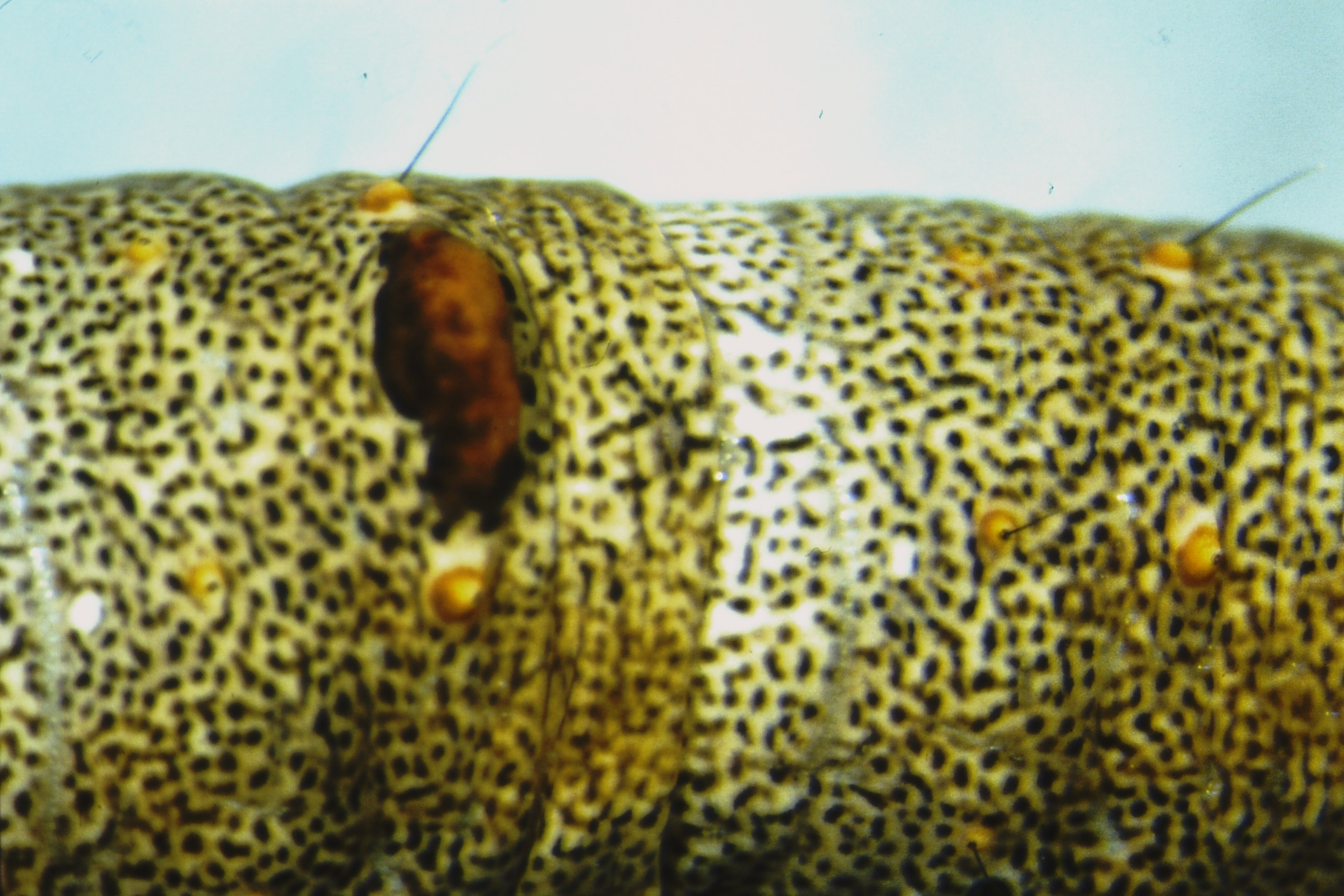 Catocala pacta, Pori, Ahlainen, 2004, H. Seppälä
