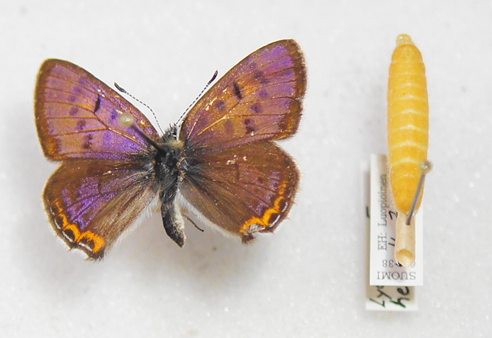 Lycaena helle, Padankoski, 3.6.1980, M. Ahola.