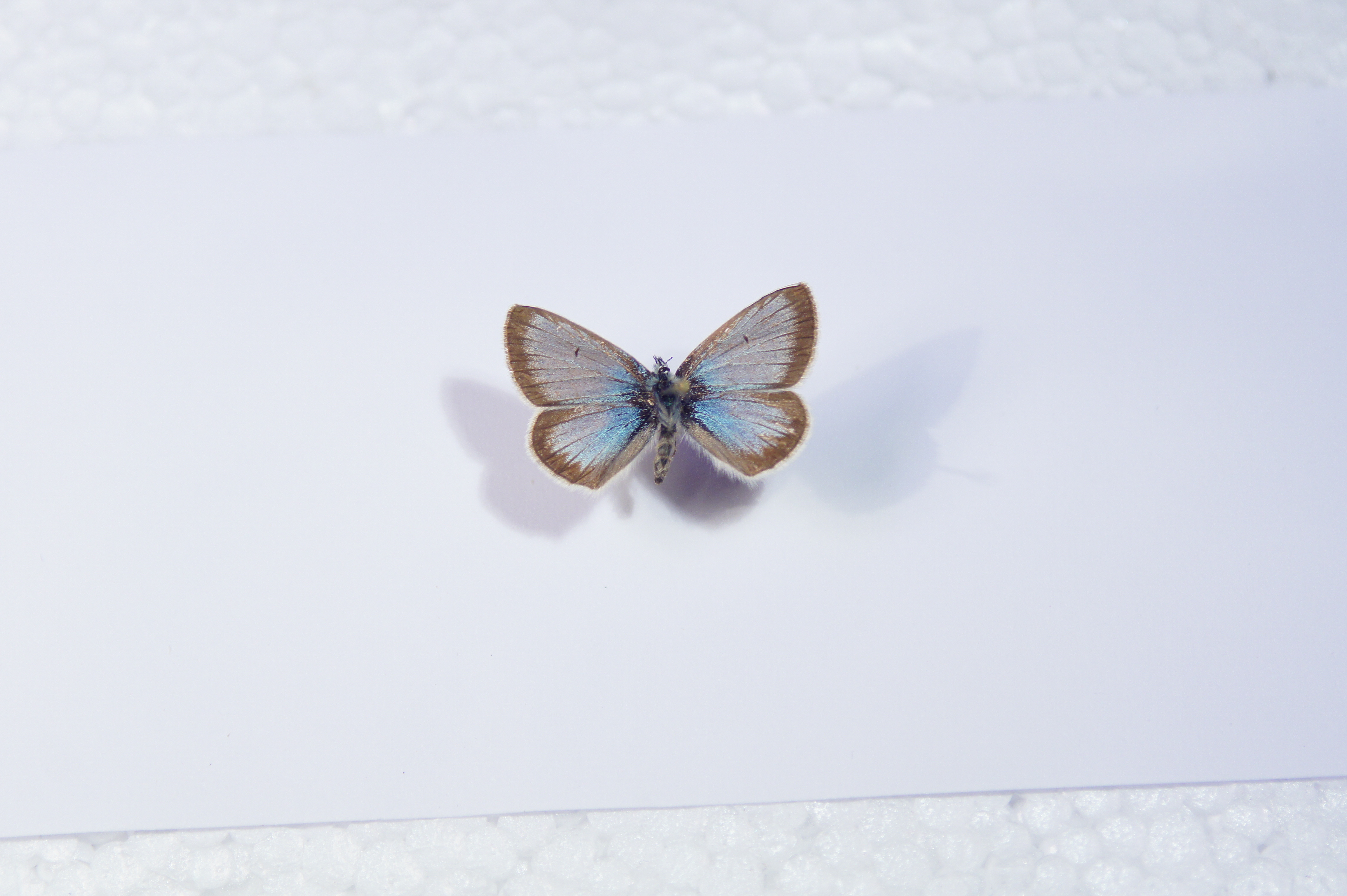 Aricia nicias, Padankoski, 16.7.1979, M. Ahola.