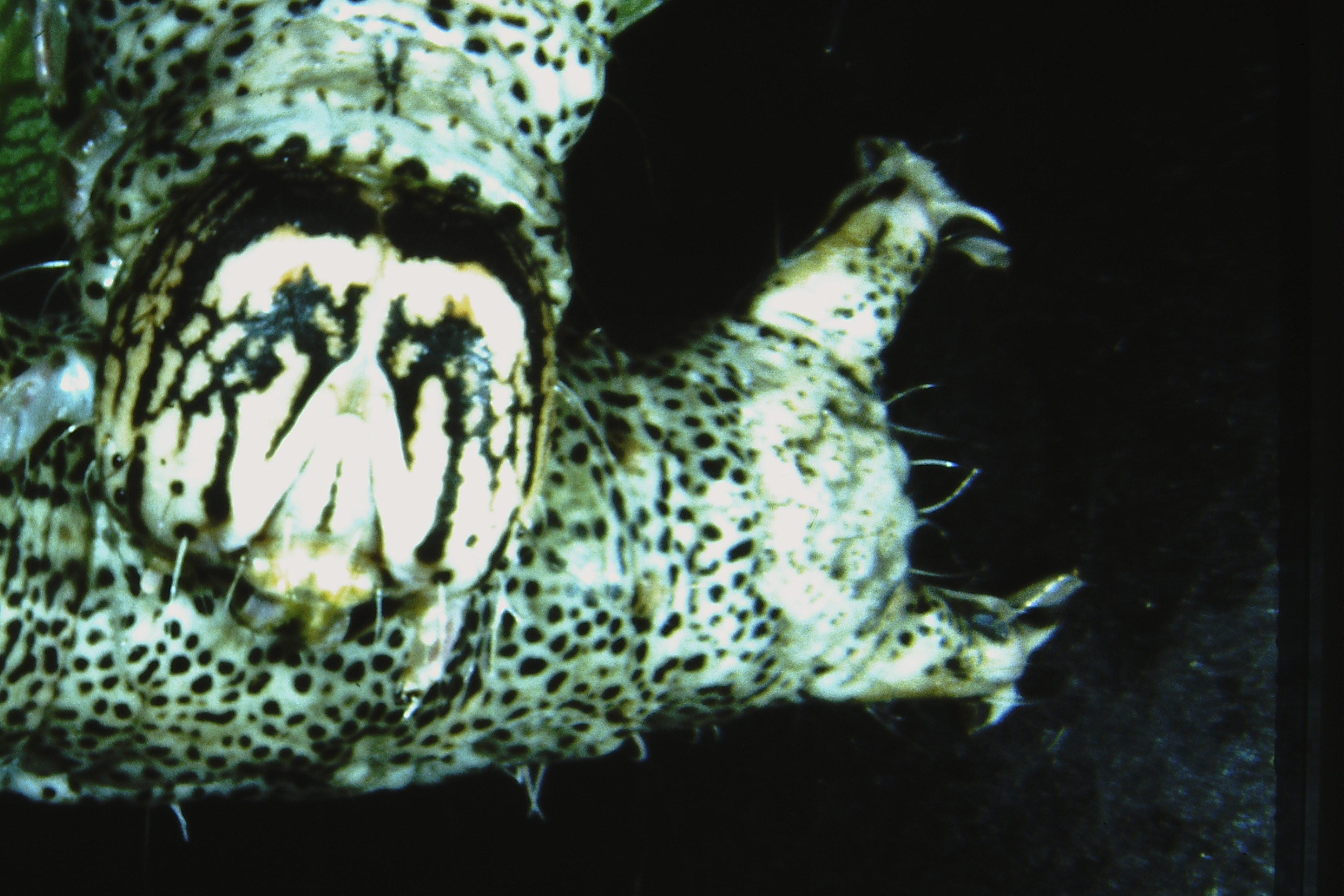 Catocala fraxini, Spain, Gerona, Vidreras, ex ovo 1984, Bodi. (coll. Ahola)
