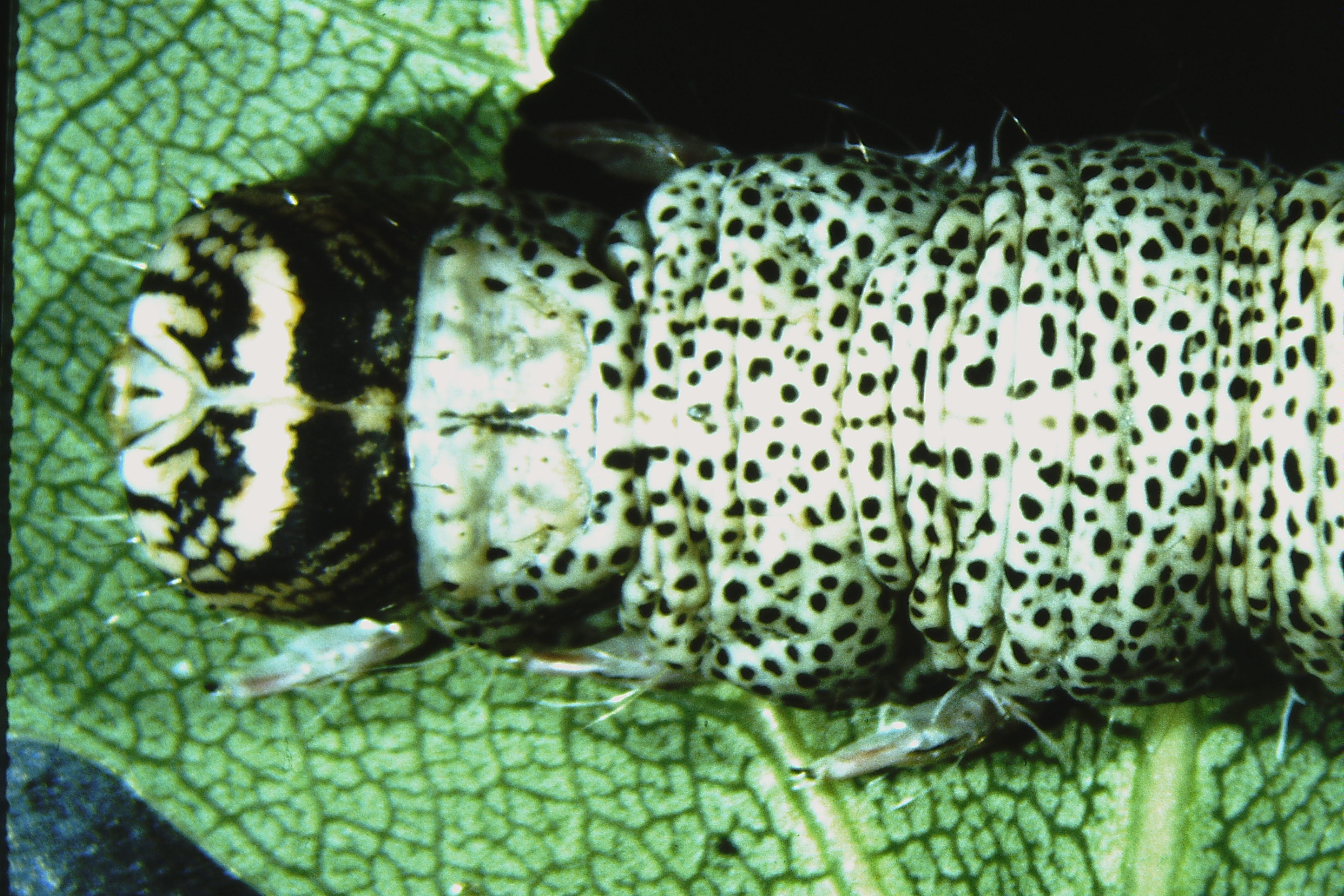 Catocala fraxini, Spain, Gerona, Vidreras, ex ovo 1984, Bodi. (coll. Ahola)