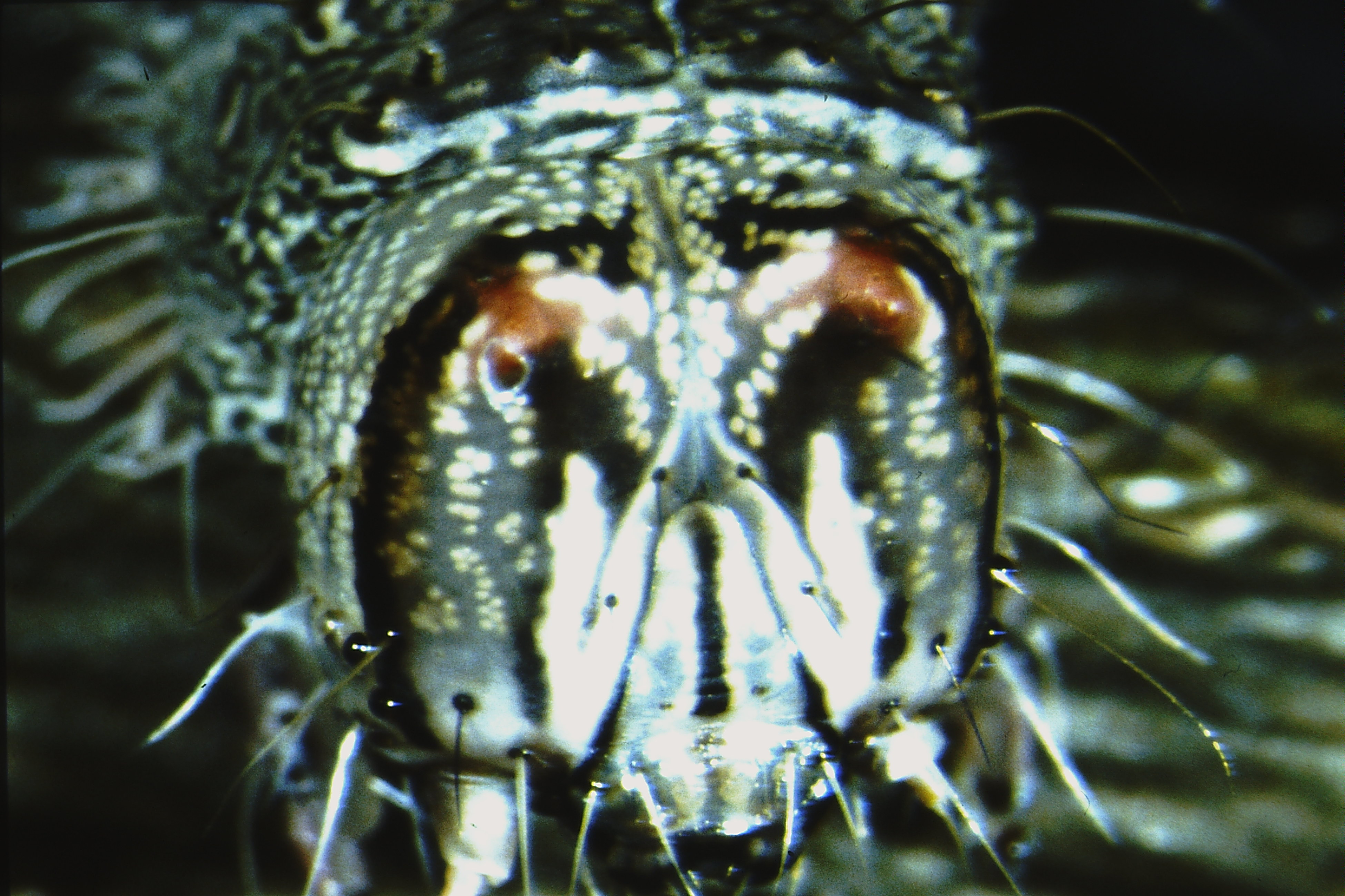 Catocala fulminea, Germany, Regensburg, ex ovo 1984, Heuberger (coll. Ahola)
