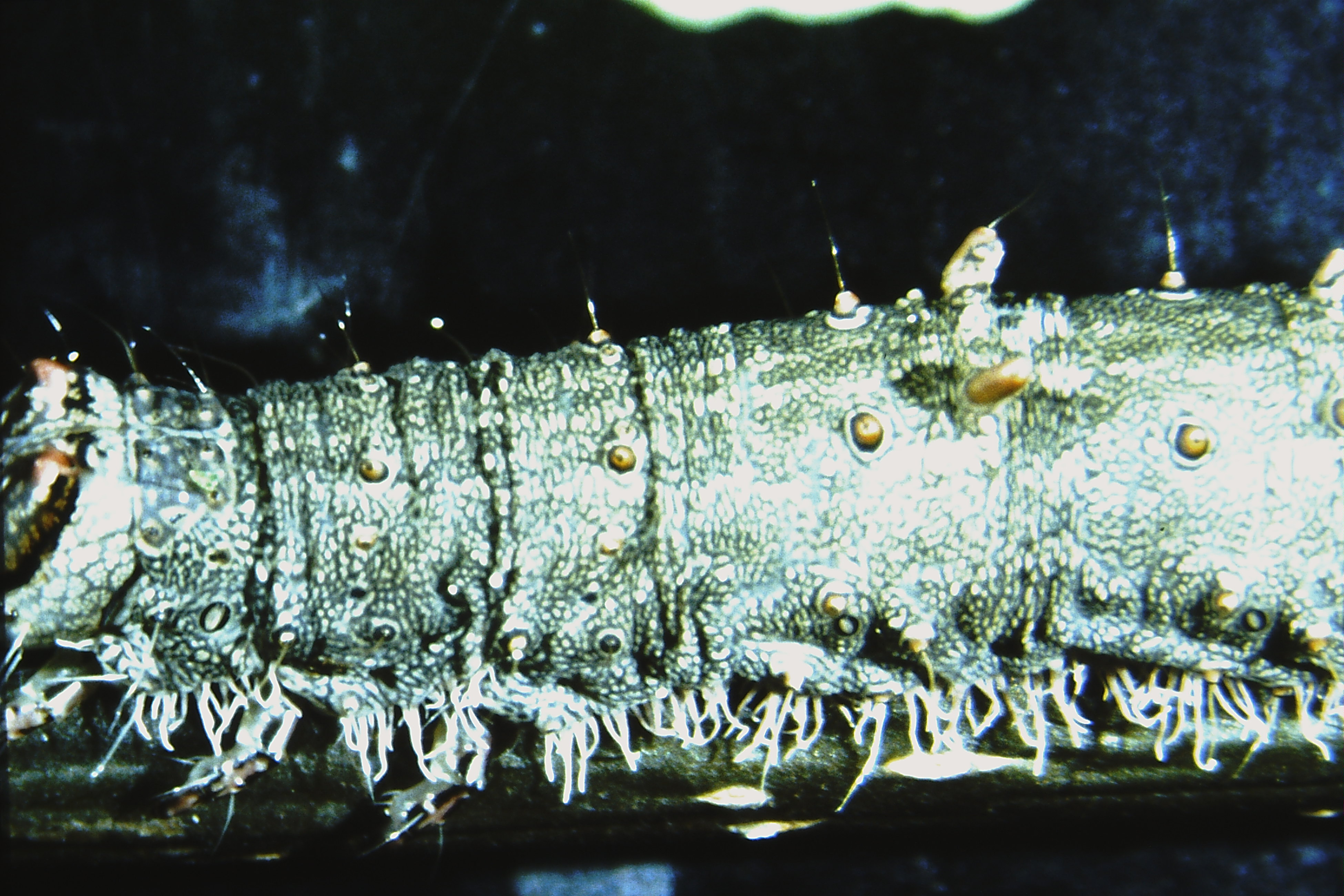 Catocala fulminea, Germany, Regensburg, ex ovo 1984, Heuberger (coll. Ahola