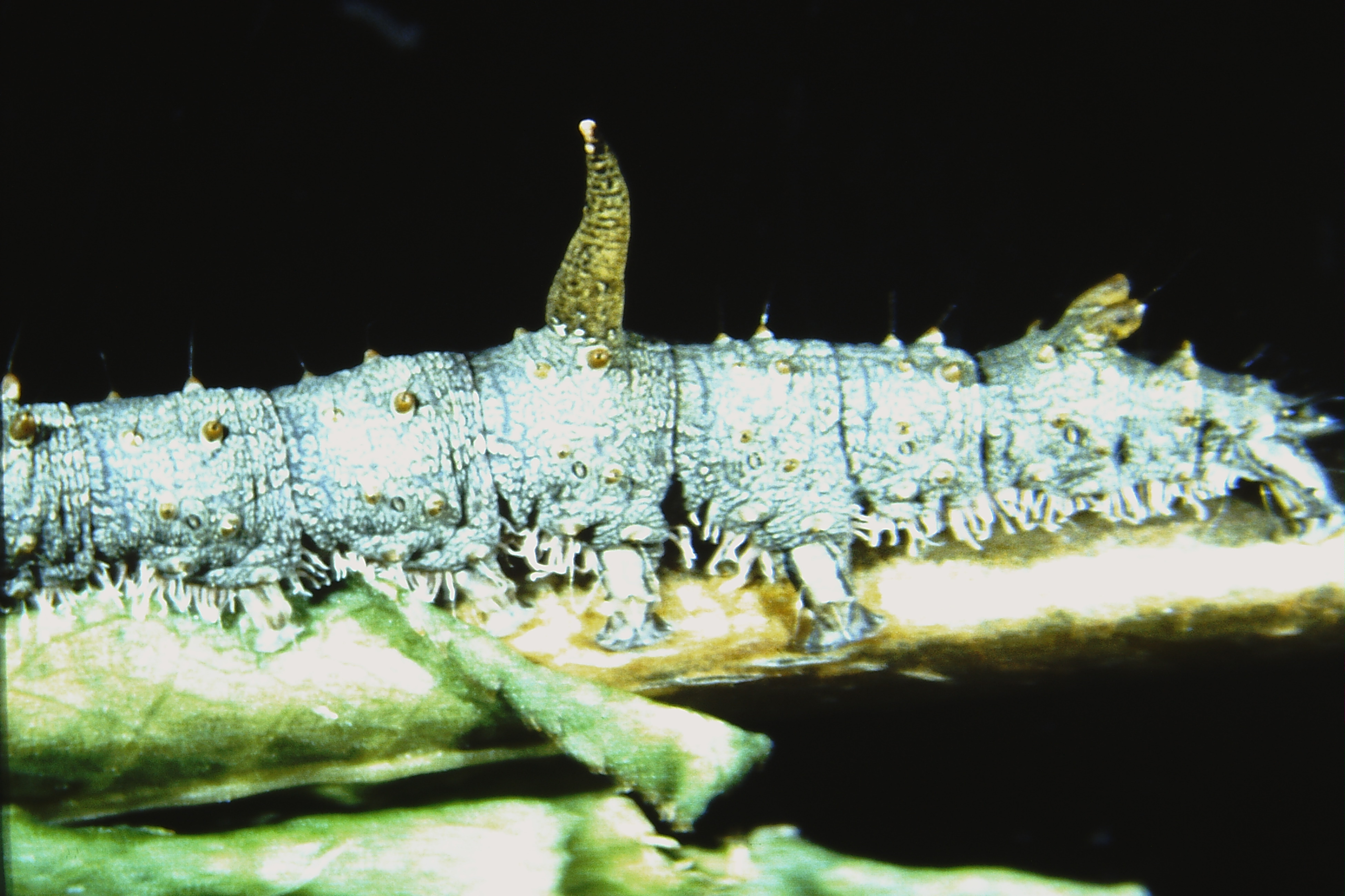 Catocala fulminea, Germany, Regensburg, ex ovo 1984, Heuberger (coll. Ahola