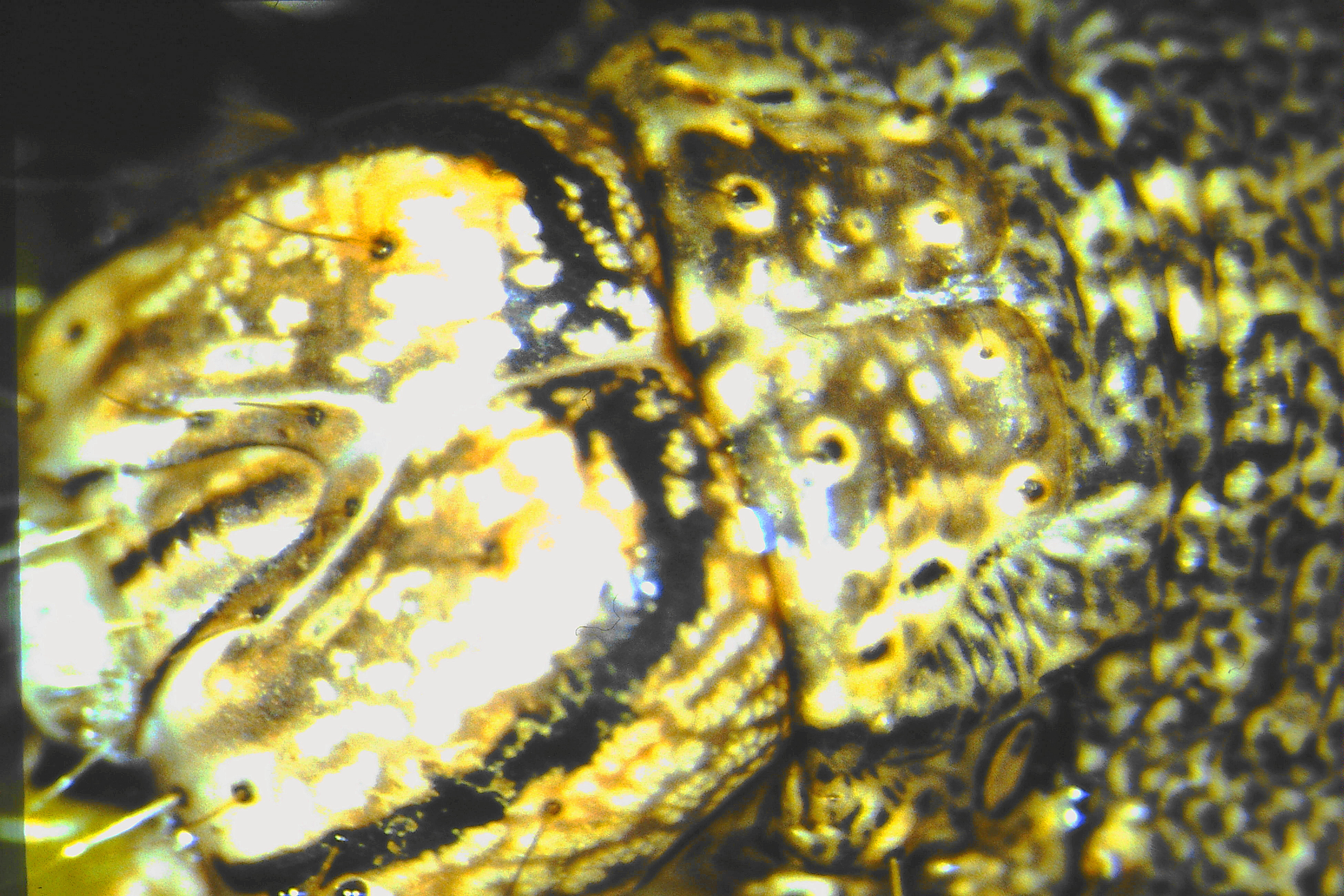 Catocala nupta, Germany, Pforzheim, ex ovo 1880, E. Kontermann 