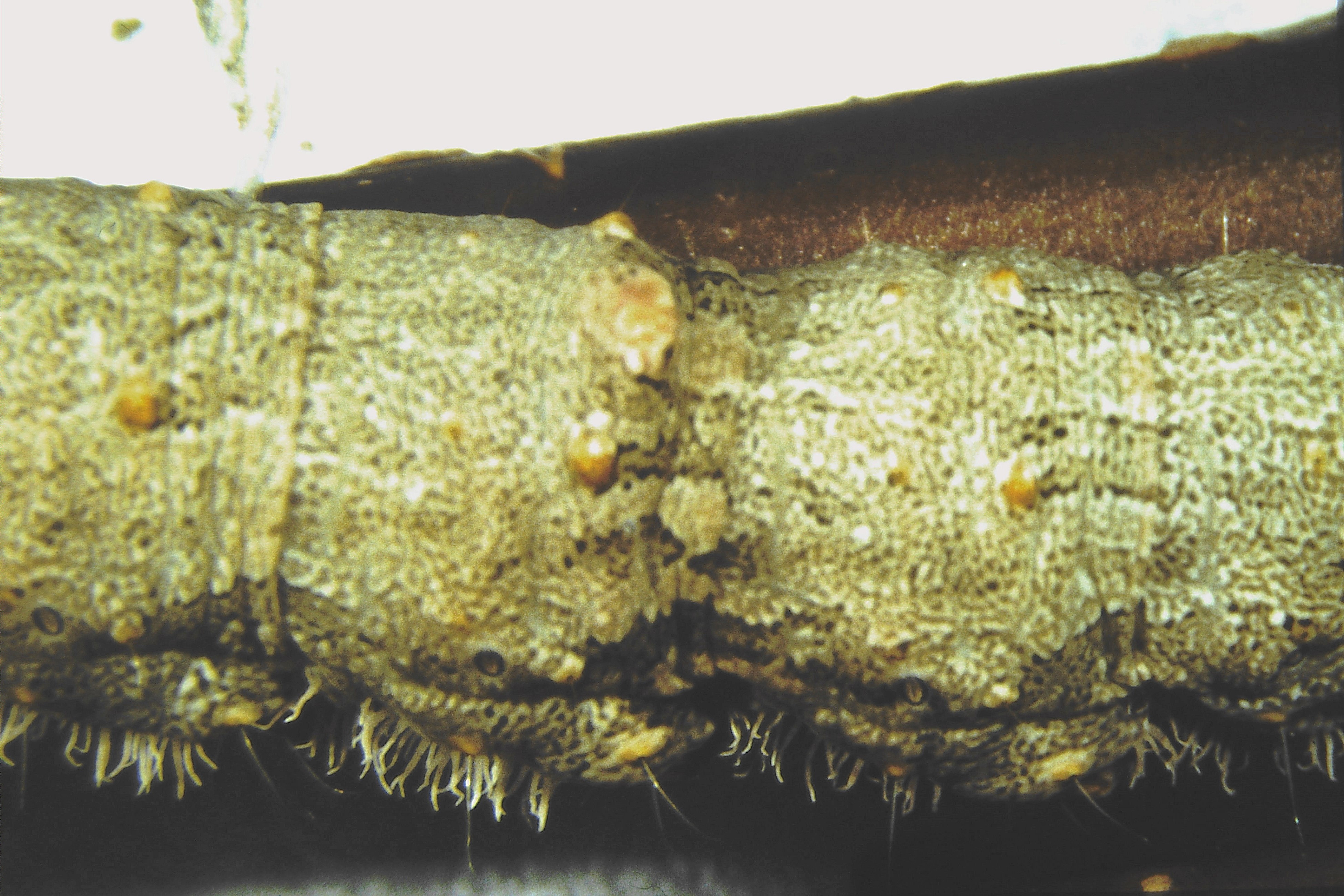 Catocala nupta, Germany, Pforzheim, ex ovo 1880, E. Kontermann 