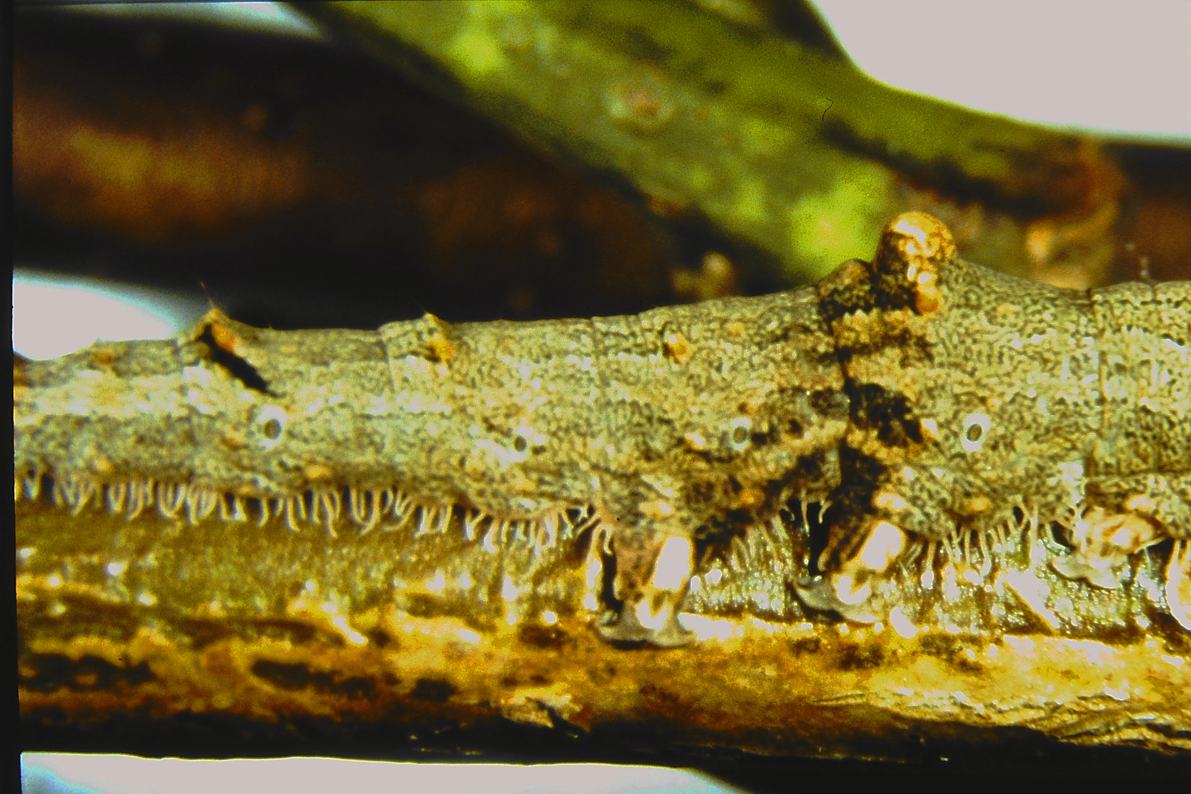 Catocala nupta, Germany, Pforzheim, ex ovo 1880, E. Kontermann 