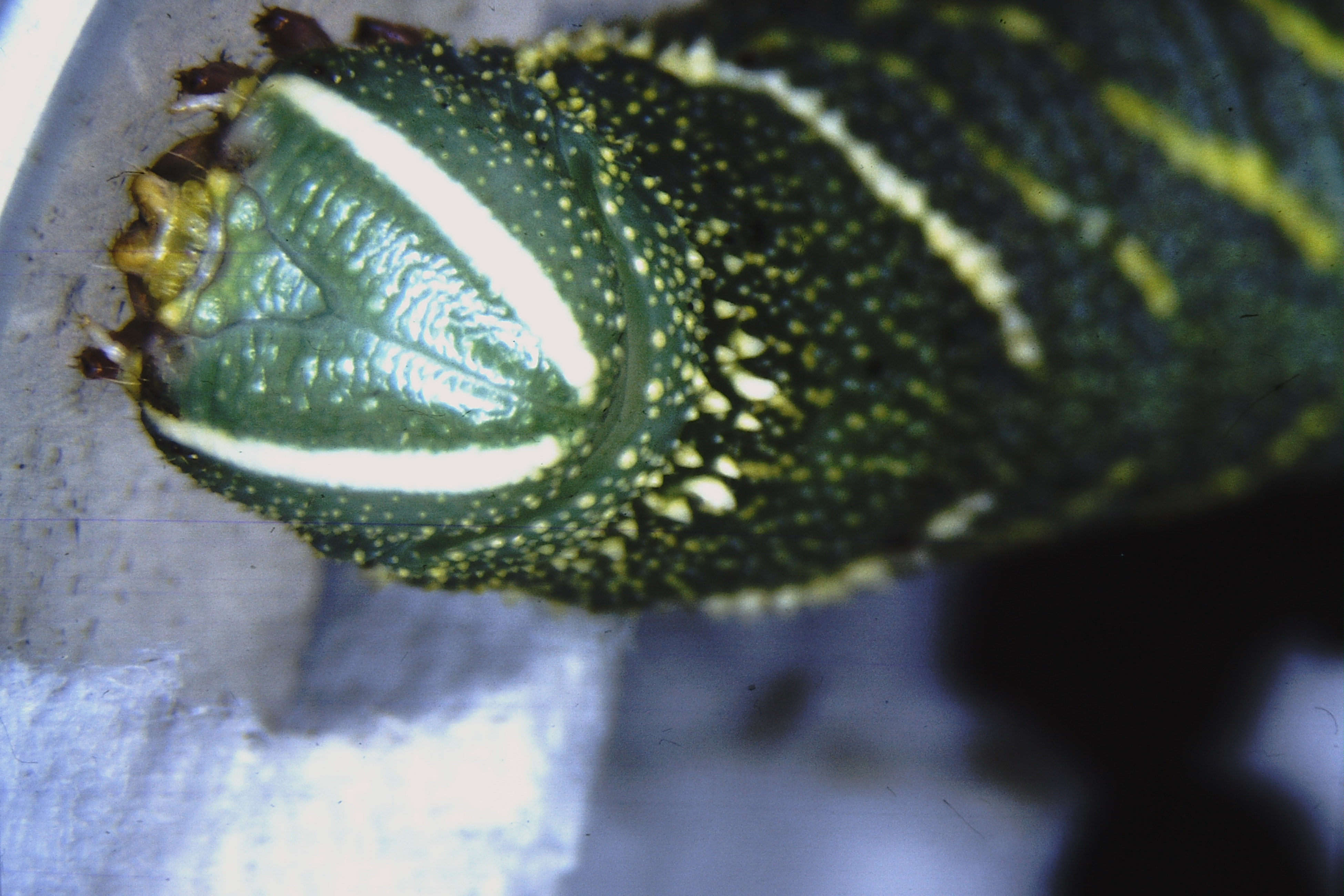 Laothoe amurensis, Suomi, EH, Hollola, ex ovo 1987, Jaakkola (coll. Ahola)