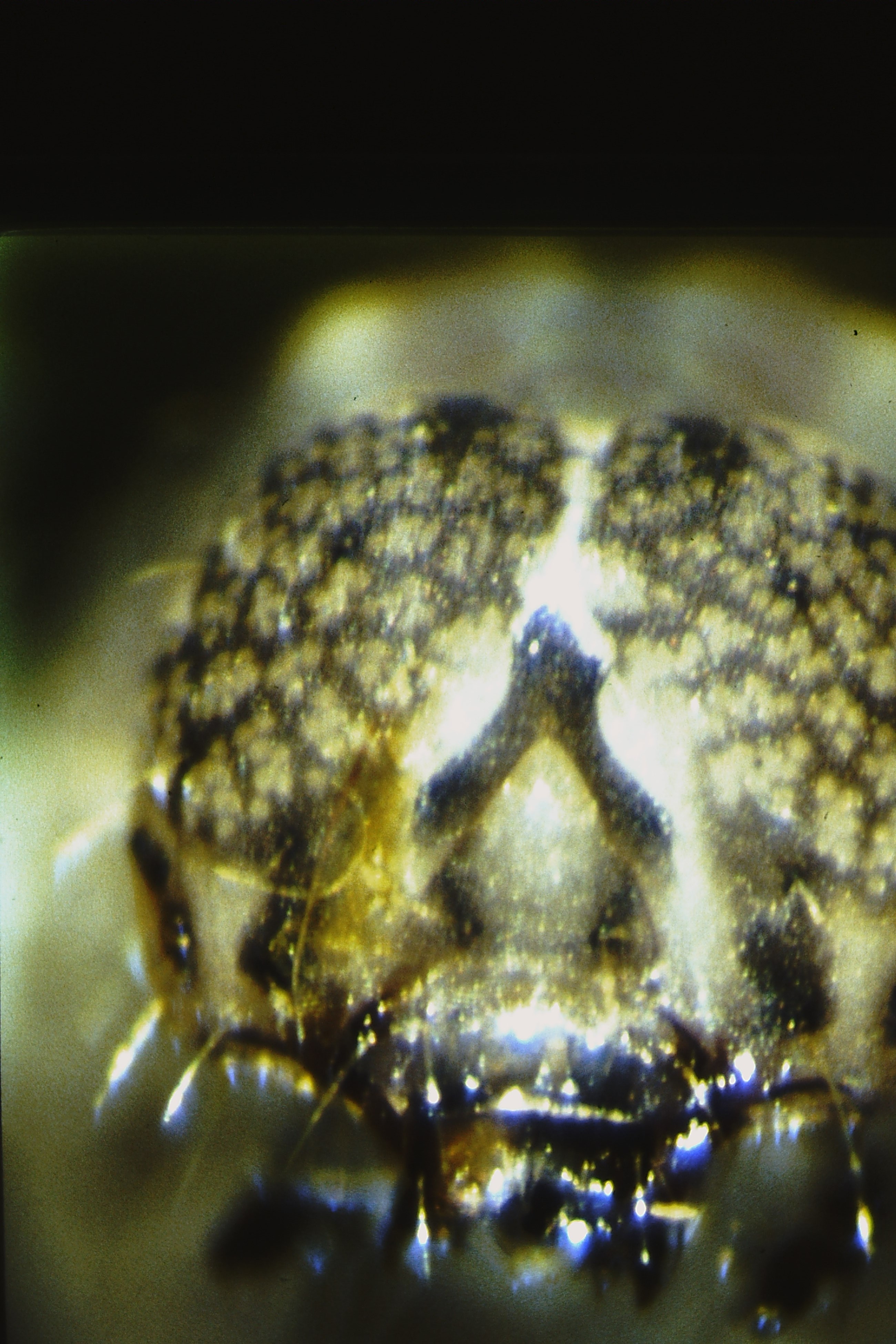 Macrochilo cribrumalis, Porvoo, Tirmo, ex ovo 1992, M. Ahola
