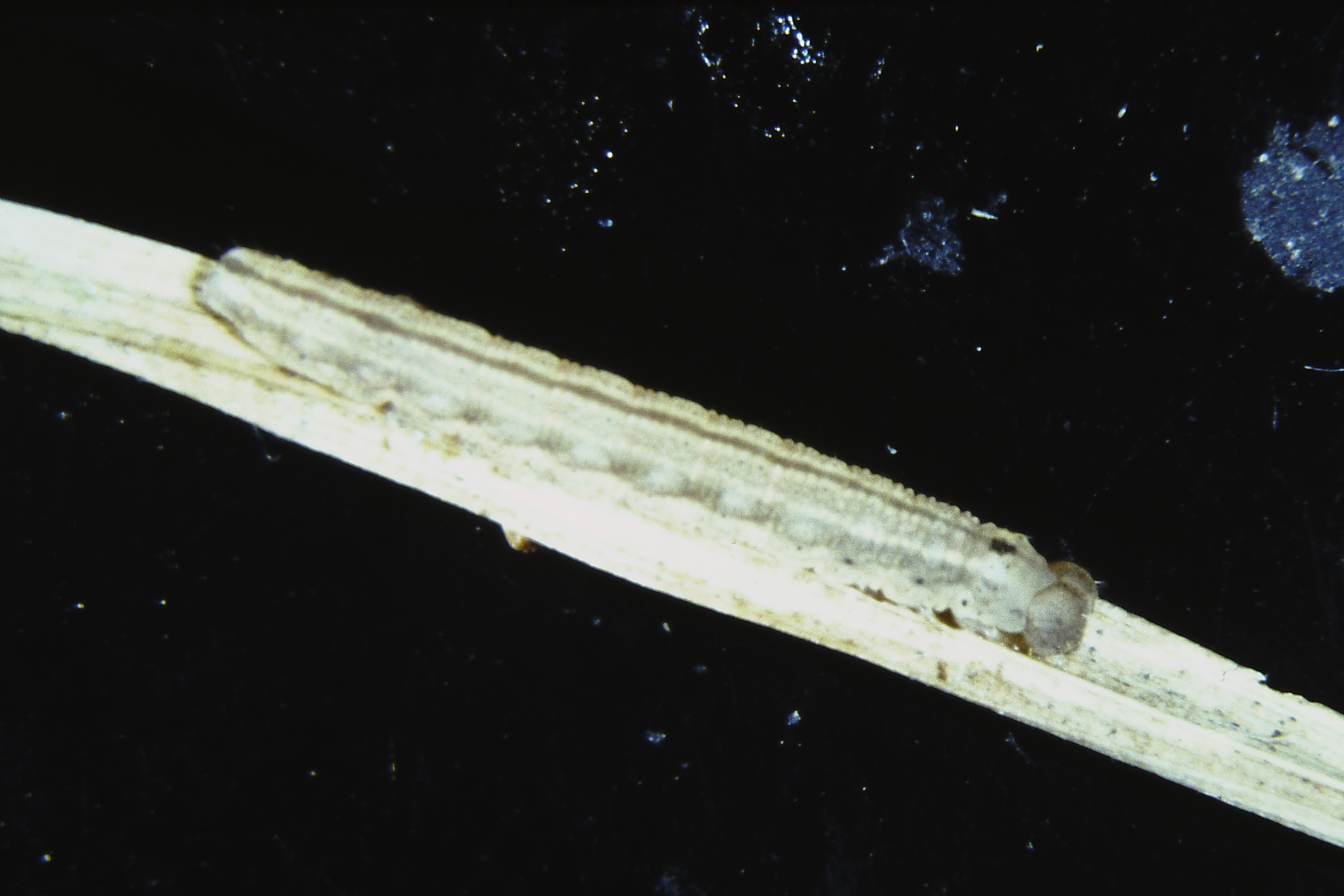 Macrochilo cribrumalis, Porvoo, Tirmo, ex ovo 1992, M. Ahola