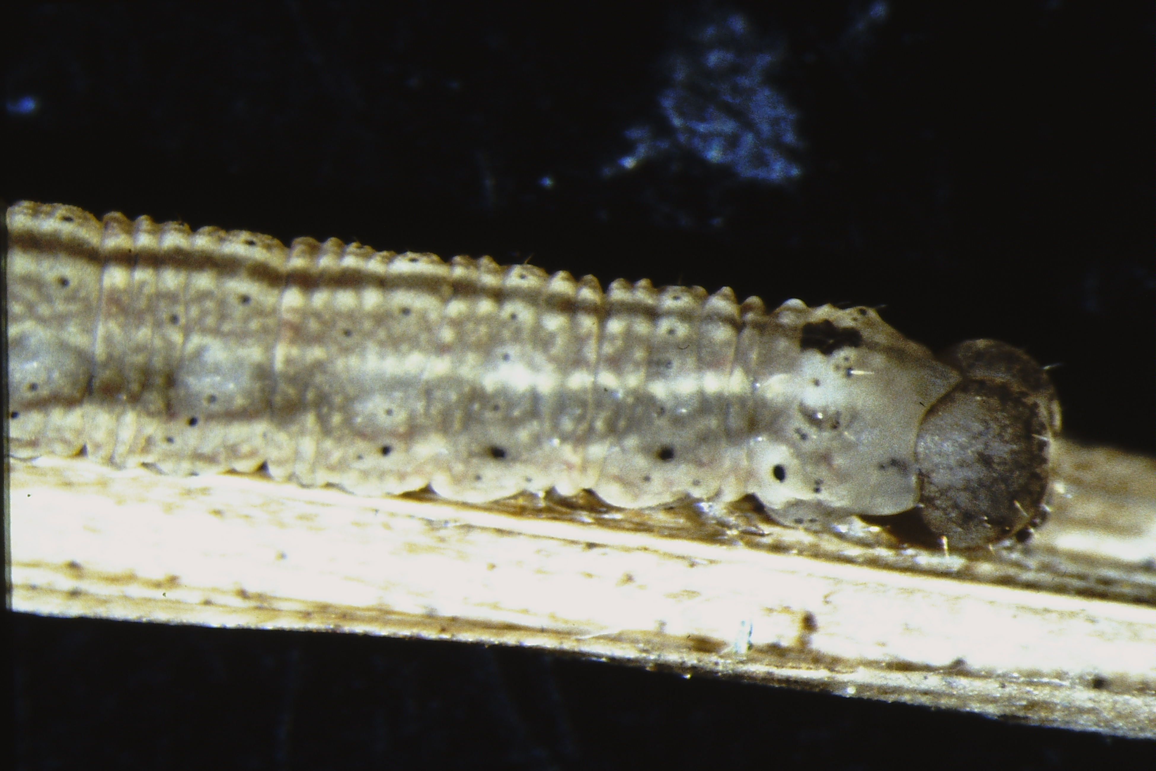 Macrochilo cribrumalis, Porvoo, Tirmo, ex ovo 1992, M. Ahola