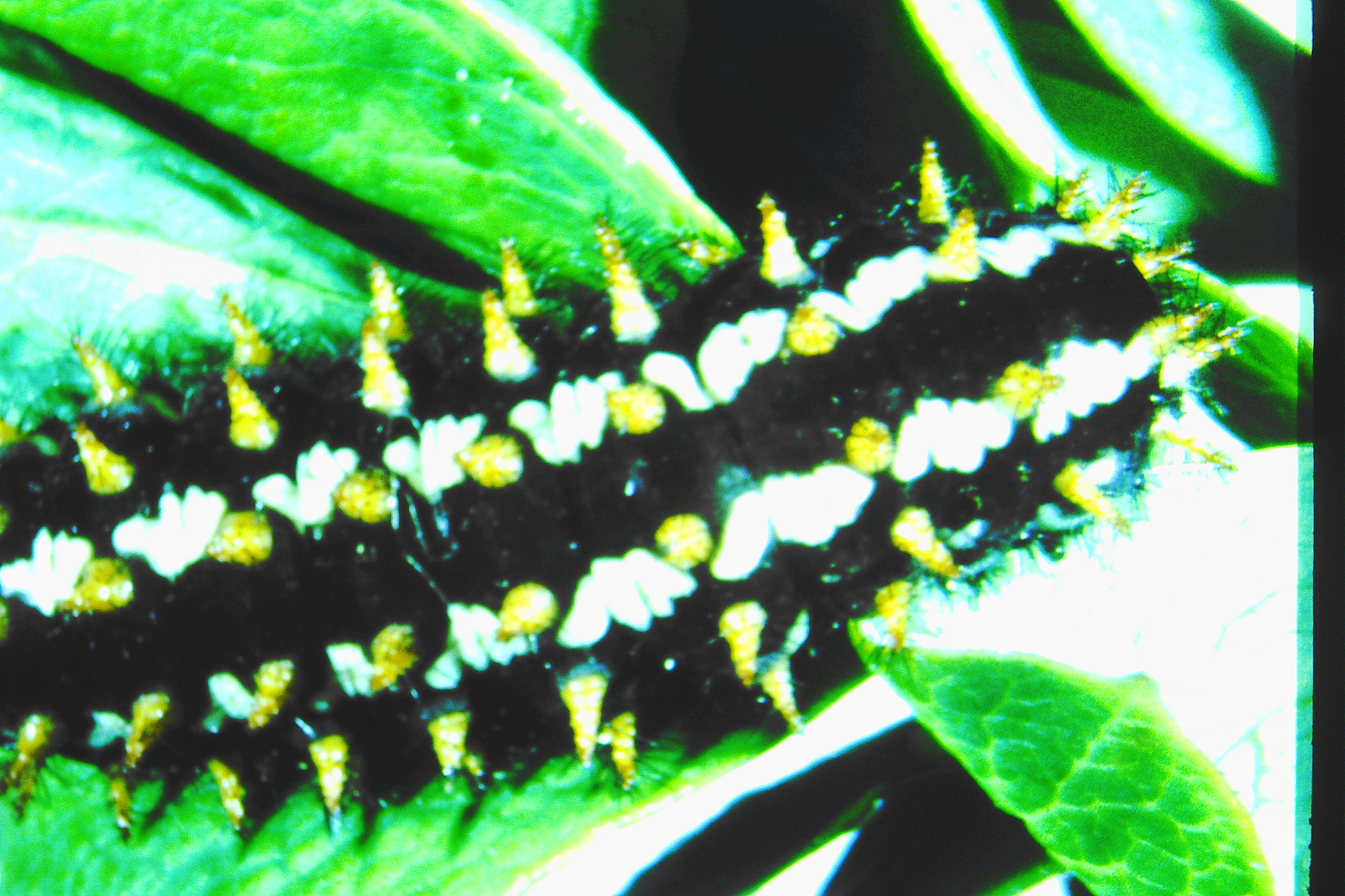Boloria frigga, Suomi, KP, Lestijärvi, 1998, M. Ahola (coll. Ahola)